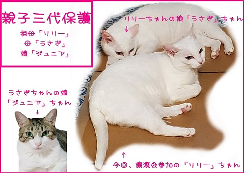 �e�q�O��ی�